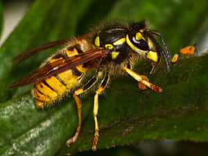 Close Up Yellowjacket Wasp Wallpaper