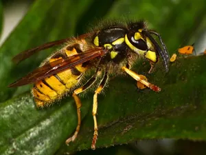 Close Up Yellowjacket Wasp Wallpaper