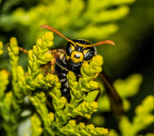 Close Up Yellowjacketon Greenery Wallpaper