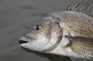 Close Upof Bream Fish Wallpaper