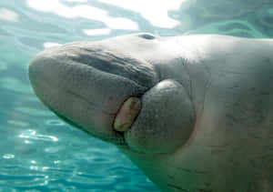 Close Upof Dugong Underwater.jpg Wallpaper