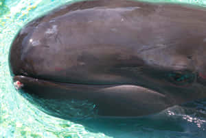 Close Upof False Killer Whale Wallpaper