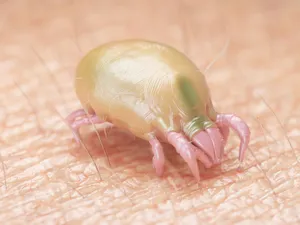 Close Upof Miteon Skin.jpg Wallpaper