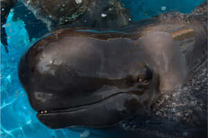 Close Upof Pilot Whale Surfacing Wallpaper