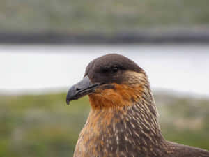 Close Upof Skua Bird Wallpaper