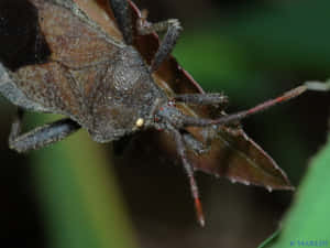 Close Upof Squash Bug Anasatristis Wallpaper