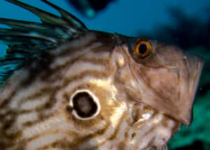 Close Upof Striped Doryfish Wallpaper