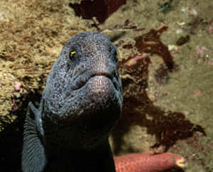 Close Upof Wolf Eel Wallpaper