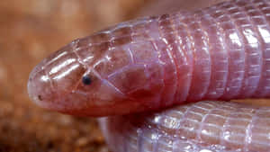 Close Upof Worm Lizard Wallpaper