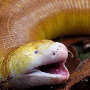 Close Upof Worm Lizard Wallpaper