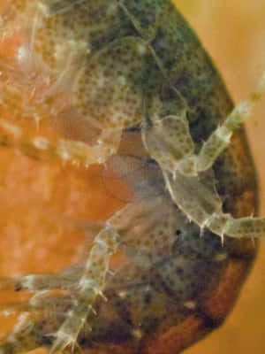 Closeup Amphipod Translucent Exoskeleton Wallpaper