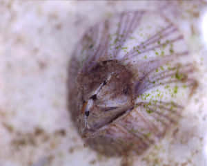 Closeup Barnacle Texture Wallpaper