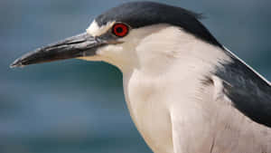 Closeup Black Crowned Night Heron Wallpaper