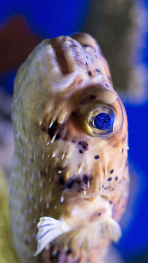 Closeup Blowfish Portrait Wallpaper