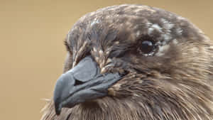 Closeup Brown Skua Portrait.jpg Wallpaper