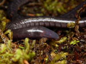 Closeup Caecilian Amphibian Wallpaper