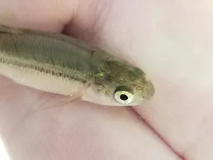 Closeup Fathead Minnowin Hand Wallpaper