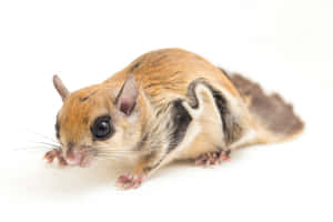 Closeup Flying Squirrel White Background Wallpaper