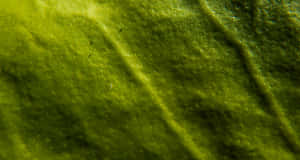 Closeup Green Leaf Texture Wallpaper