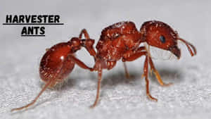 Closeup Harvester Ant Wallpaper