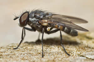 Closeup House Fly Macro Wallpaper