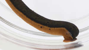 Closeup Leech Movement Wallpaper