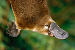 Closeup Platypus Bill Wallpaper