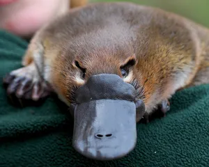 Closeup Platypus Resting Wallpaper