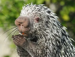 Closeup Porcupine Eating Wallpaper