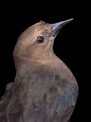 Closeup Portraitof Blackbird Wallpaper