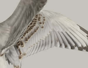 Closeup Seagull Wing Spread Wallpaper