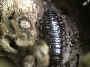 Closeup Sowbug Habitat Wallpaper