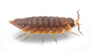 Closeup Sowbug Isolated White Background Wallpaper