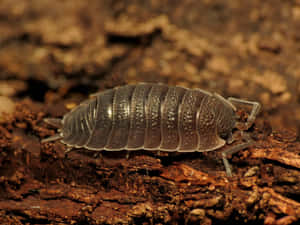 Closeup Sowbug On Wood Wallpaper