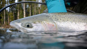 Closeup Steelhead Trout Catch Wallpaper