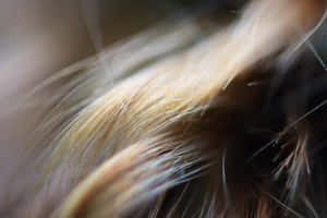 Closeup Textured Hair Strands Wallpaper