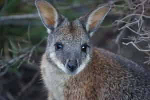 Closeup Wallabyin Natural Habitat.jpg Wallpaper