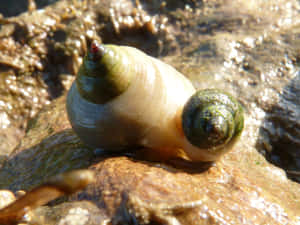 Closeup Whelkon Rocky Shore Wallpaper