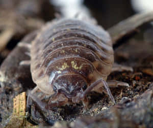 Closeup Woodlouse On Ground Wallpaper