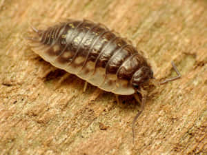 Closeup Woodlouse On Wood Wallpaper