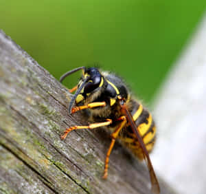 Closeup Yellowjacket Wasp Wallpaper