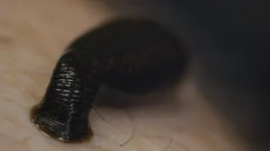 Closeupof Leech Feeding.jpg Wallpaper