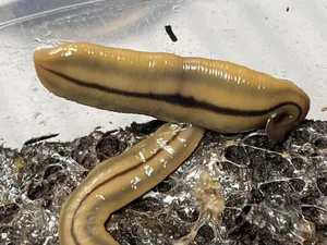 Closeupof Leechon Soil Wallpaper