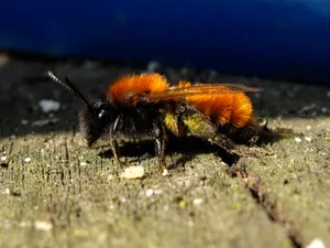 Closeupof Mining Bee Wallpaper