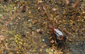 Closeupof Miteon Rock Surface.jpg Wallpaper