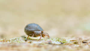 Closeupof Miteon Surface.jpg Wallpaper