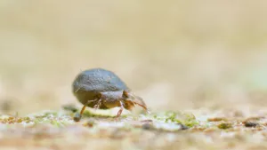 Closeupof Miteon Surface.jpg Wallpaper