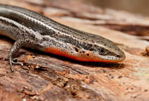 Closeupof Skinkon Wood Wallpaper