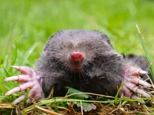 Closeupofa Molein Grass Wallpaper