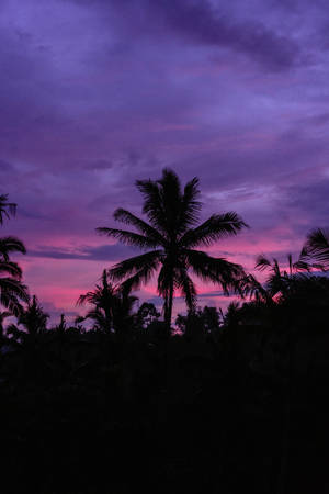 Cloud Aesthetic With Palm Trees Silhouette Wallpaper